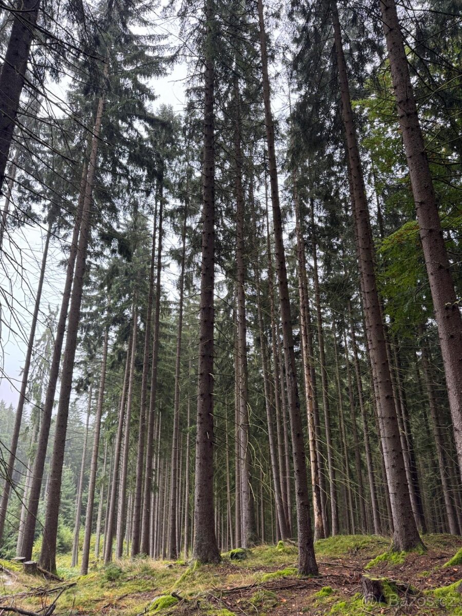 Prodám lesní pozemky v k.ú. Nicov - 16