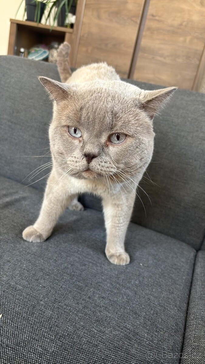 Britská koťata - 16