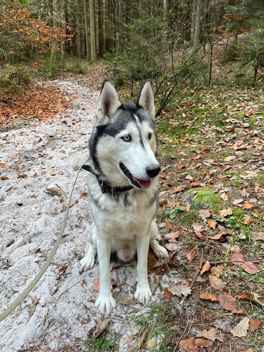 Rezervace husky štěňat - 16