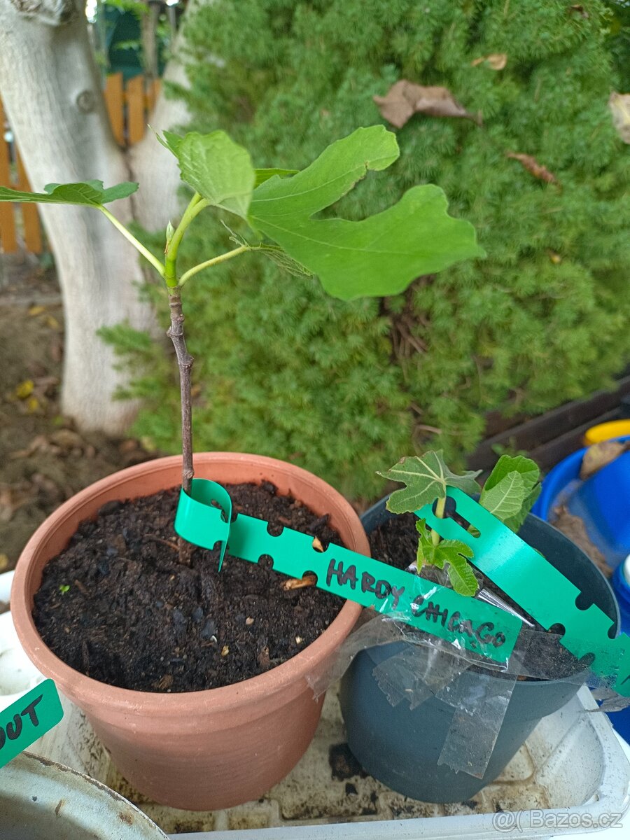 Fíkovníky Hardy Chikago, Ronde de Bordeaux 280Kč - 16