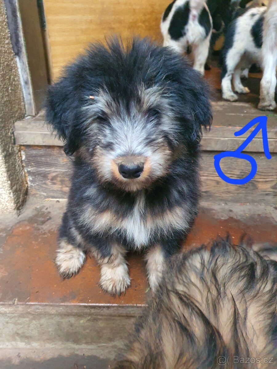 stene krizenec borderkolie× bretansky ohar/holandsky pinc - 16
