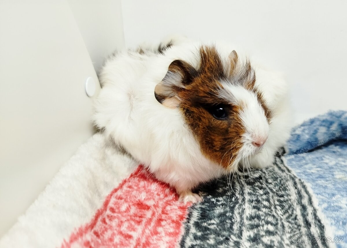 Morče, Morčata, Morčátko, Morčátka - GIGI A GINA - 16