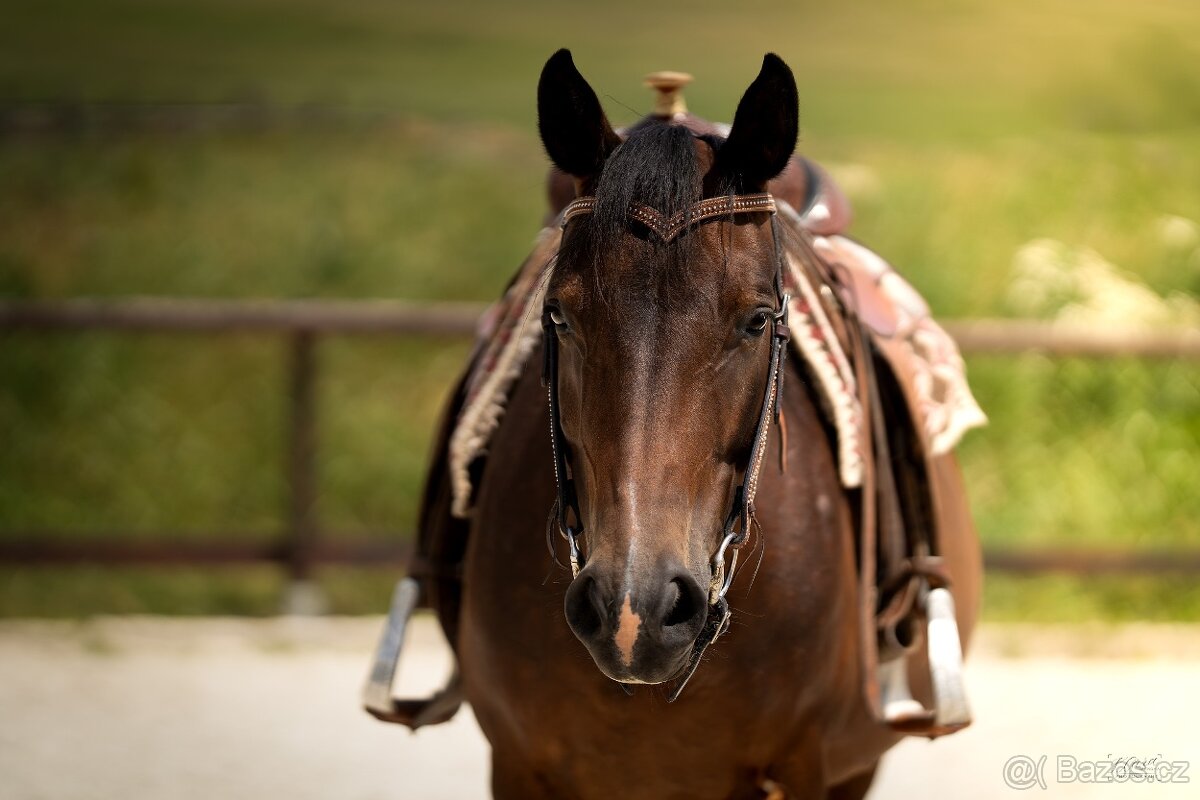Tříletá reining klisna American Quarter Horse, Euro Futurity - 16