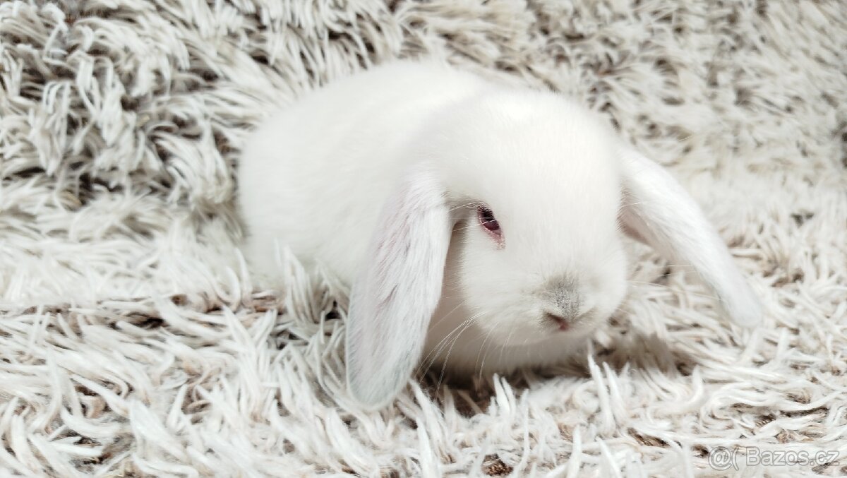 Zakrslý beránek, králíček, králík - MOLLY - 16