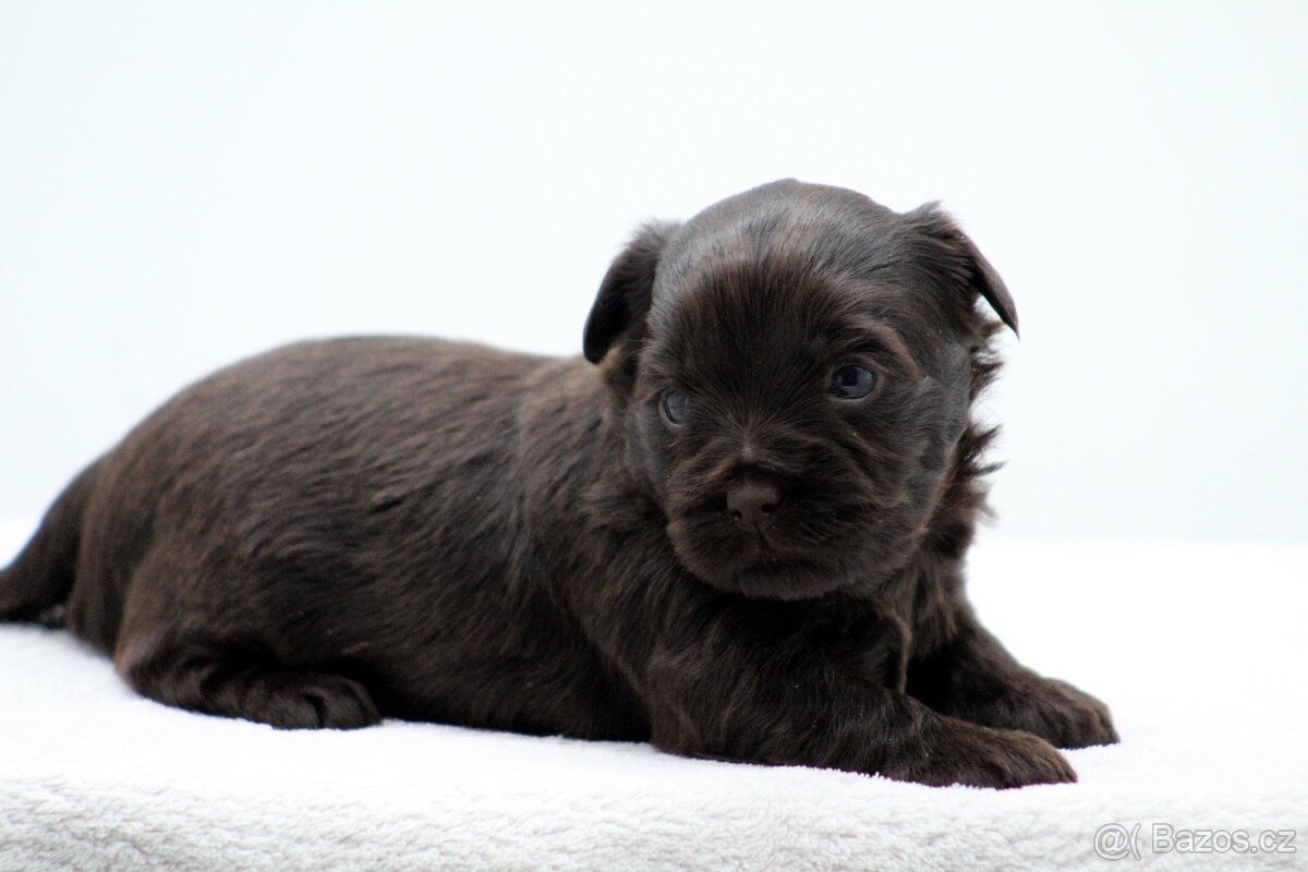 jorkšírský terrier s PP - 16