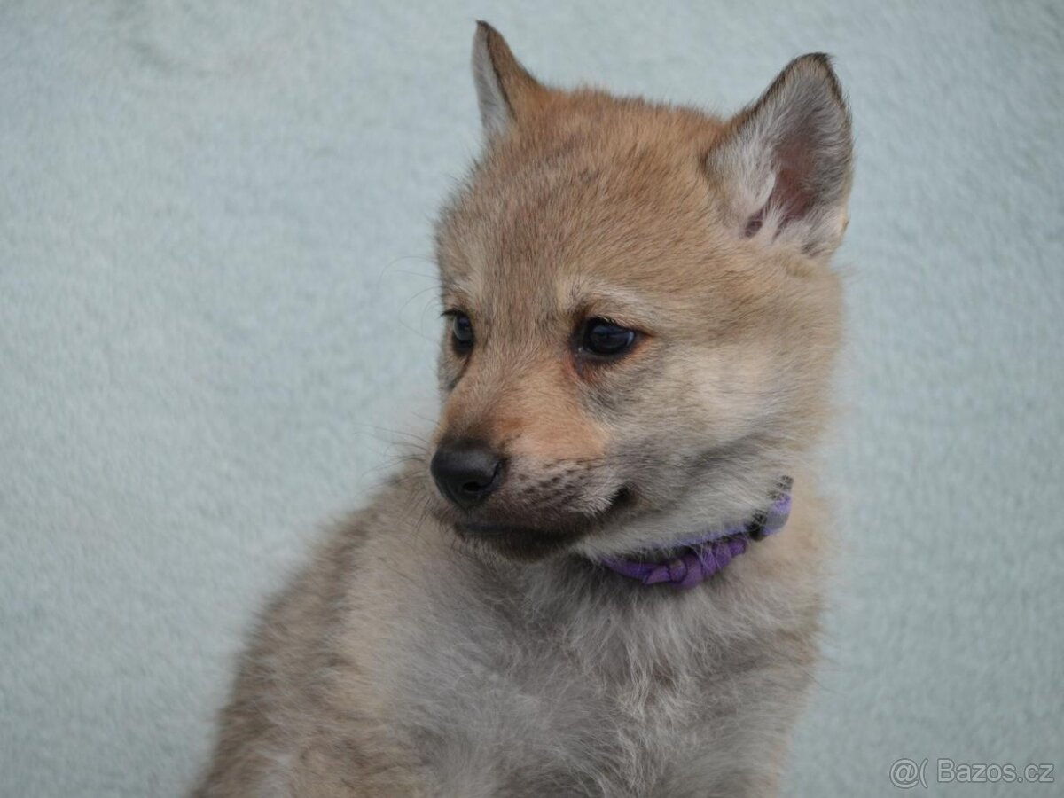 Československý vlčák - 16