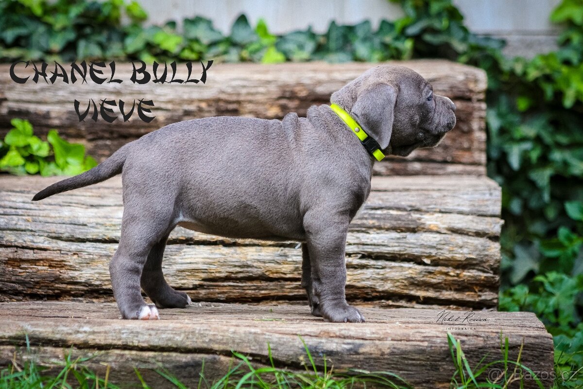 American bully XL/XXL - 16