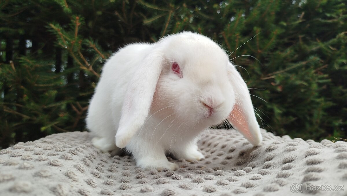 Zakrslý beránek, králíček, králík - WILLIAM - 16