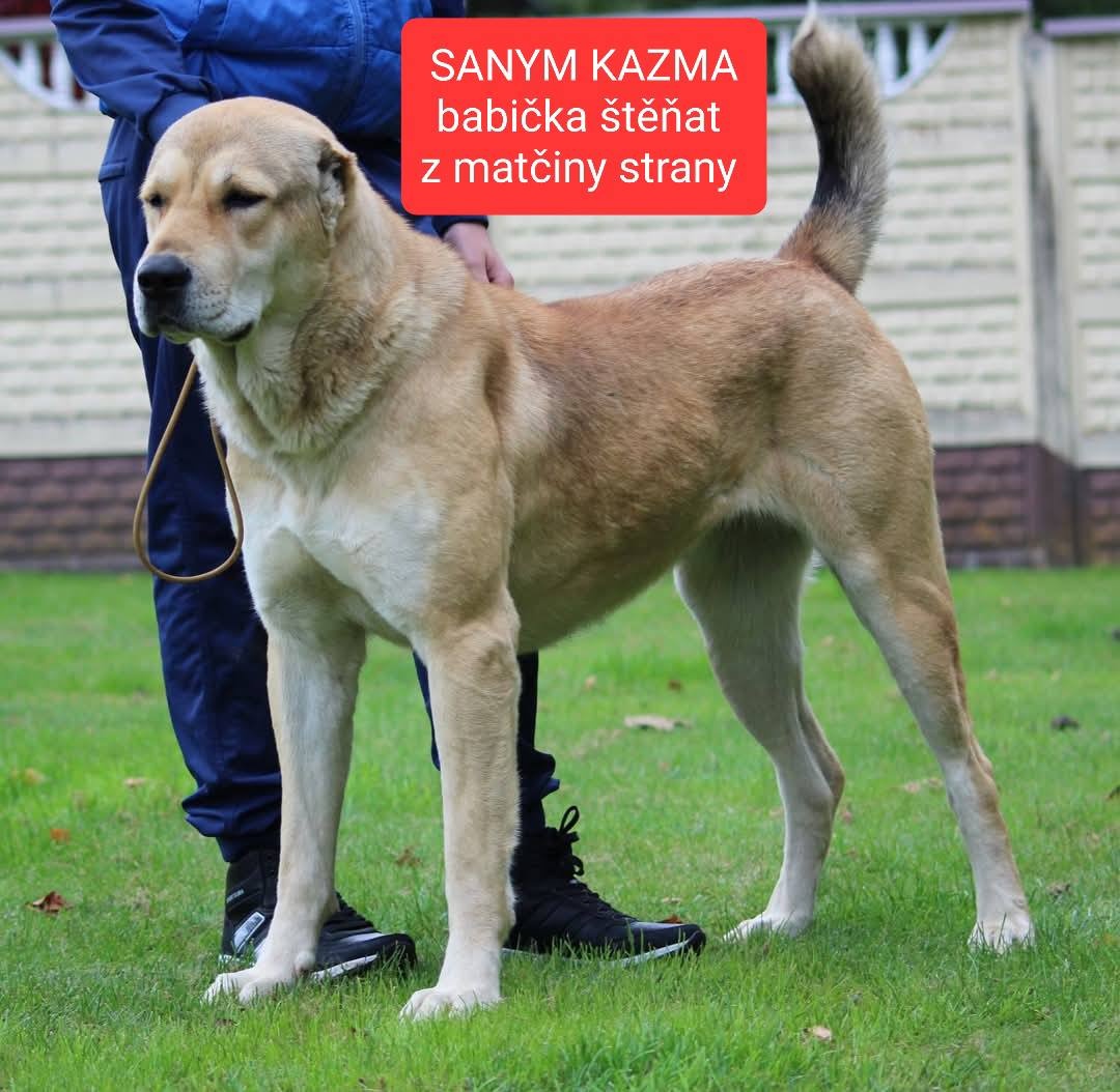 SAO-Středoasijský pastevecký pes-štěňata - 16