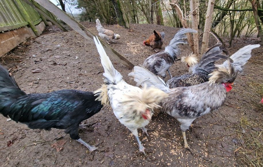 Kohouti Holanďanky, Hedvábničky - 16