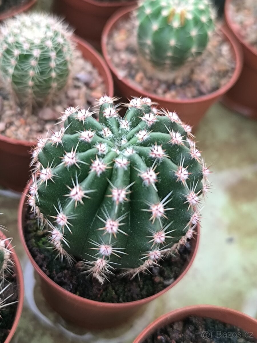 Kaktusy a sukulenty - 16