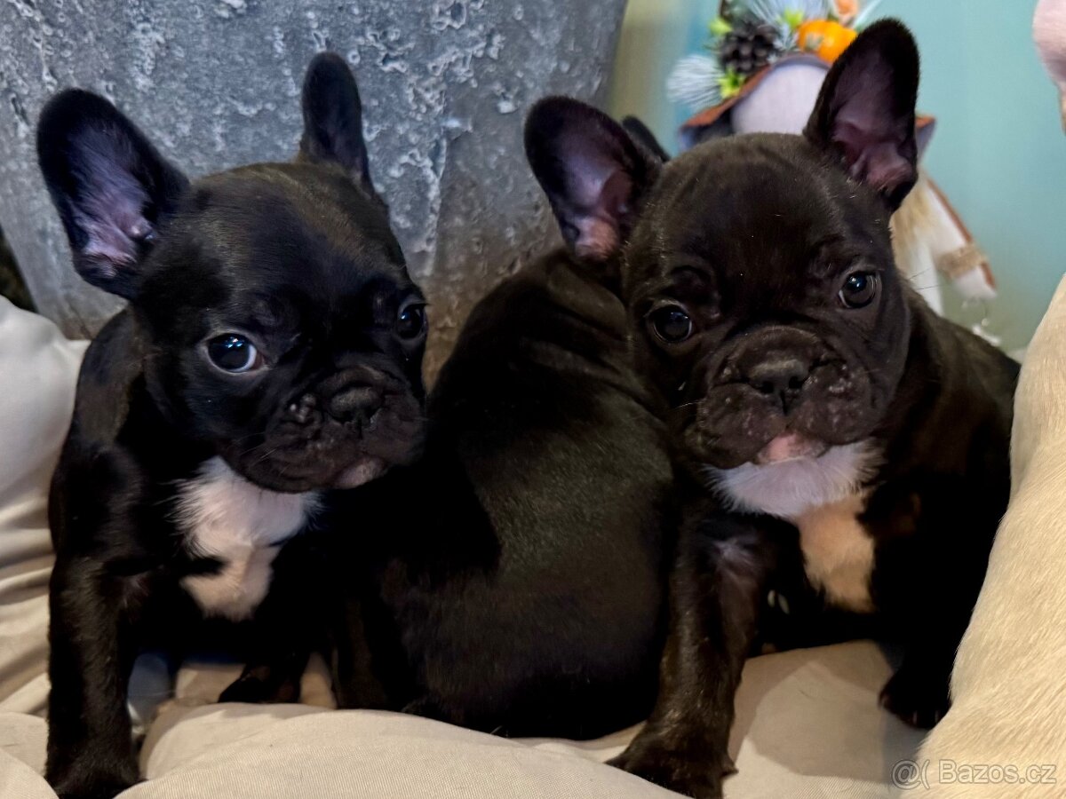 Francouzský buldoček – štěňátka - 16