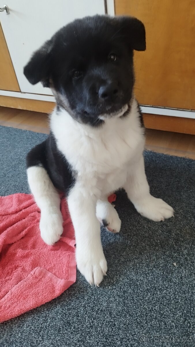 Americká akita štěňátka pejsek a fenečka - 16