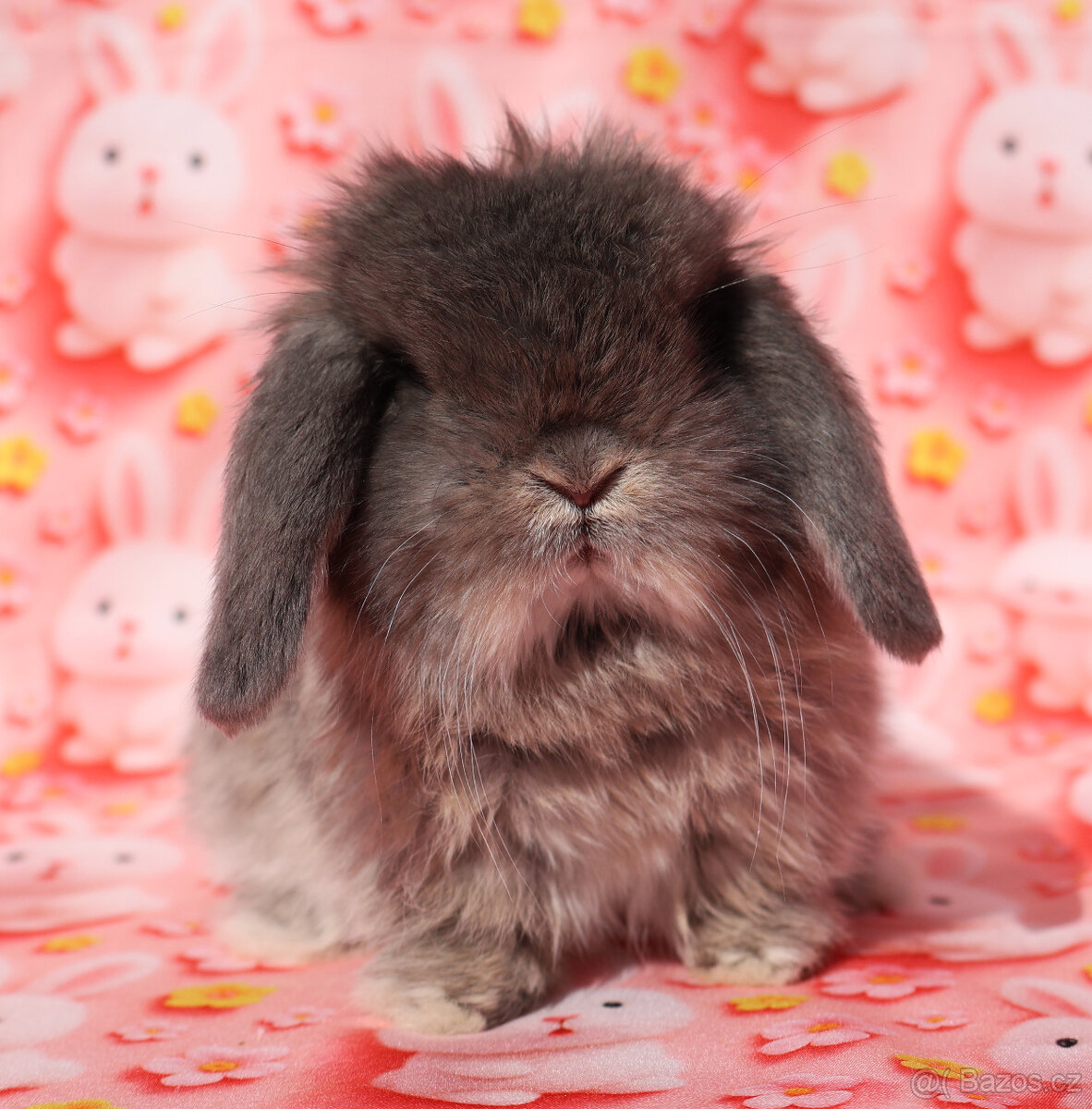 Zakrslí beránci NHD . - 16