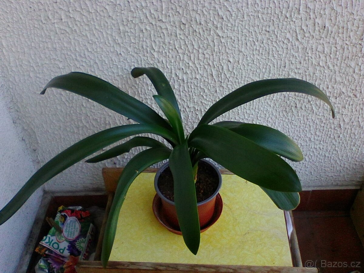 Pokojové květiny - 16