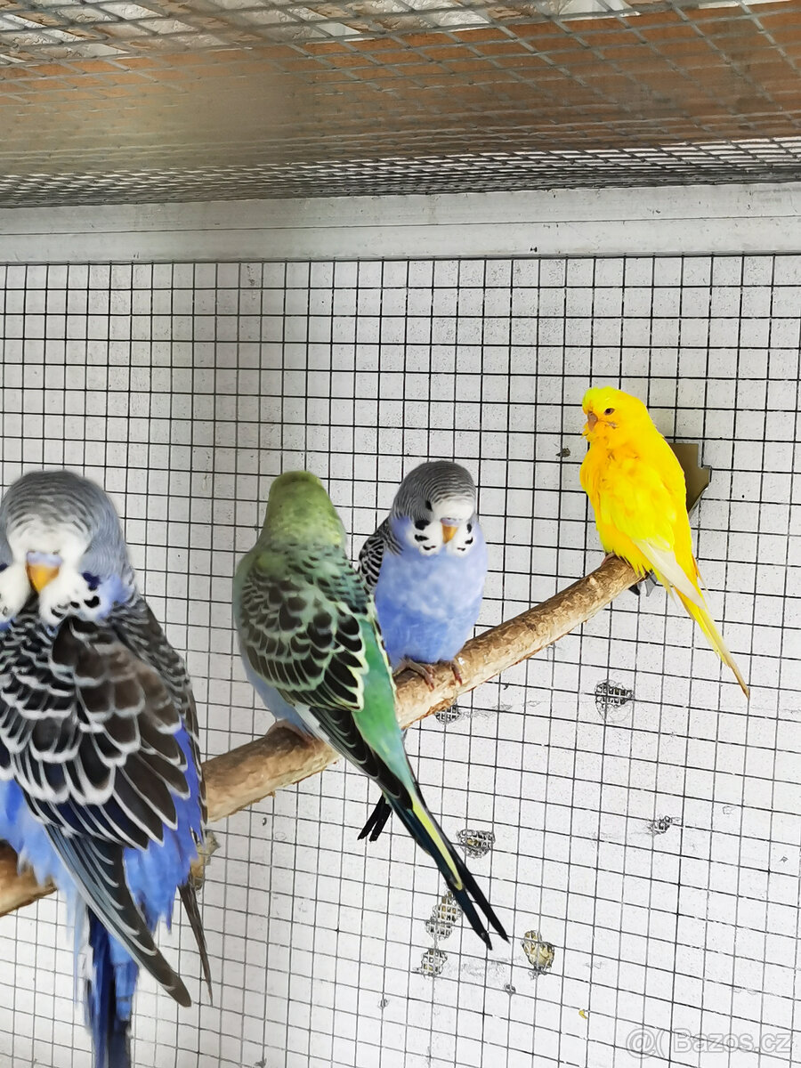 Andulka vlnkovaná 2025 po výstavních rodičích - 16