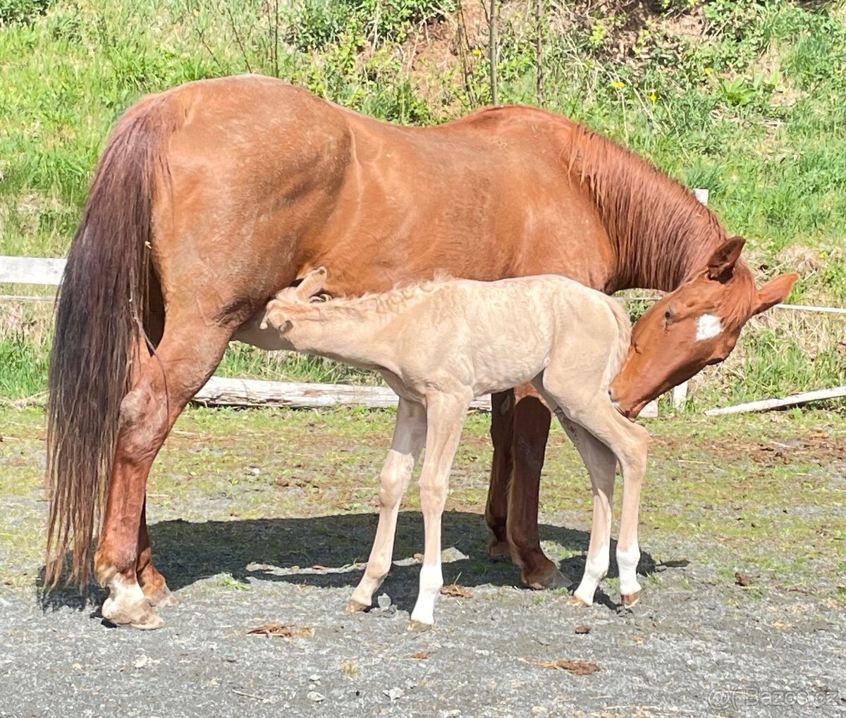 Quarter horse 2,5 roku . - 16