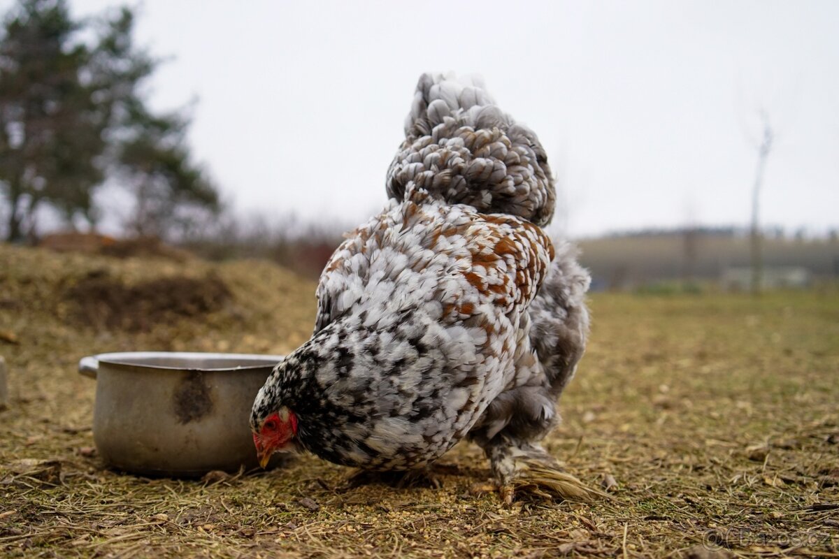 Brahmánky porcelánové 🥚🐣 (násadová vejce i kuřátka) - 16