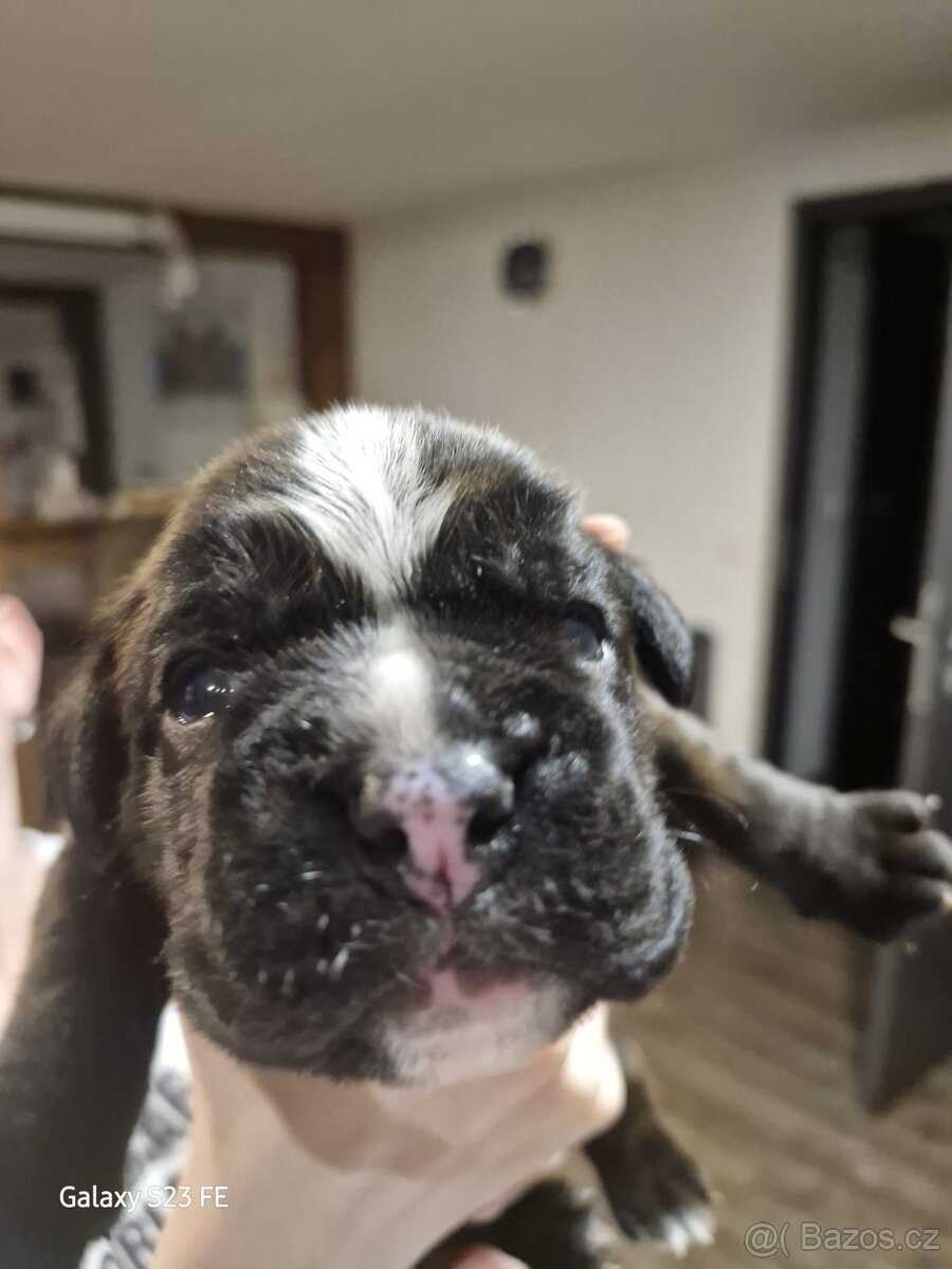 Německý boxer Žíhaný - 16