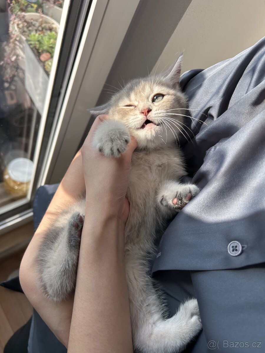 Skotská koťata - 16