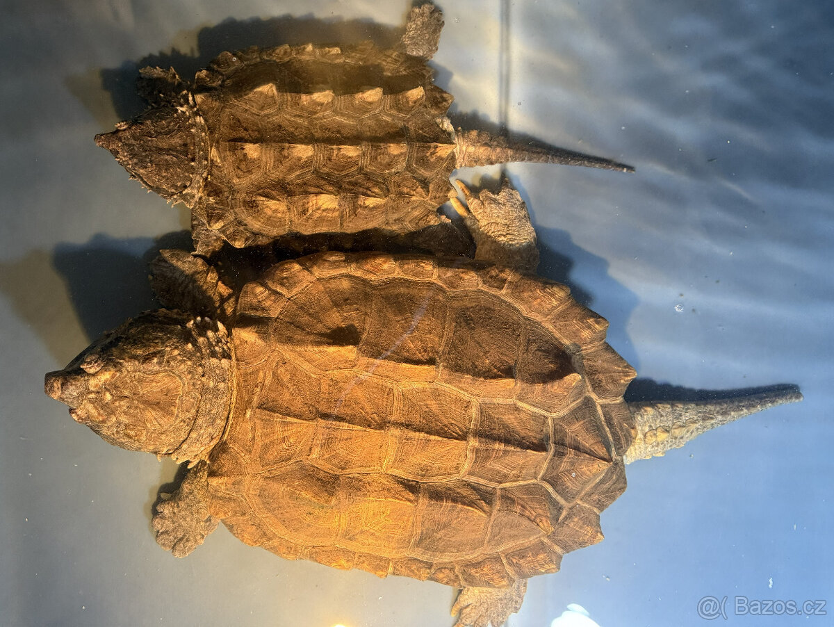 Prodám kajmanky supí - 16