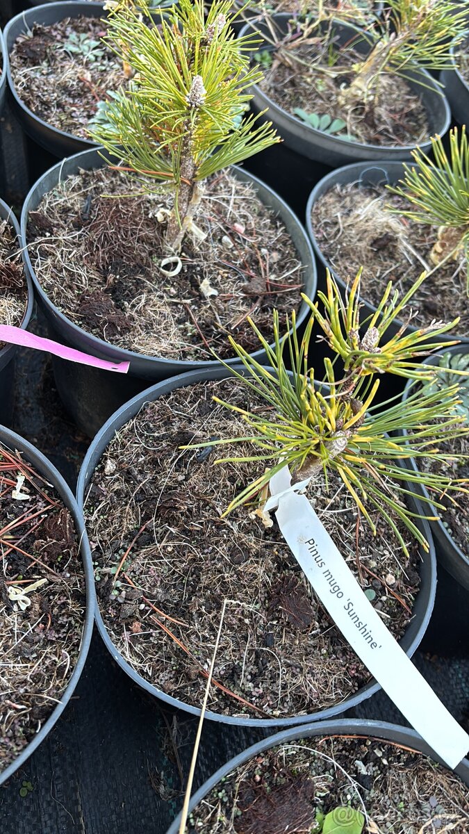 Borovice c2 doprava - 16