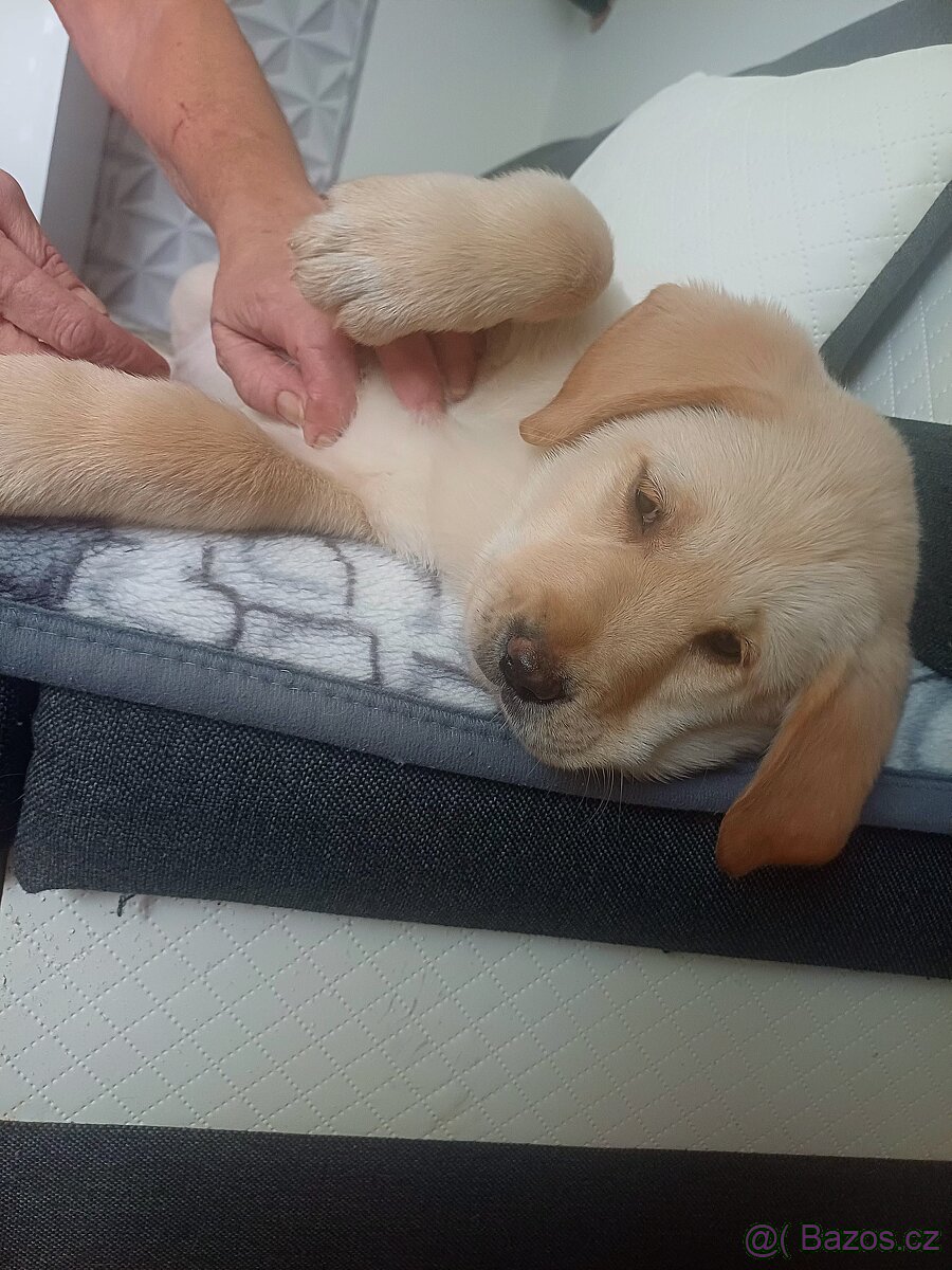 Štěňátka Labradora - 16