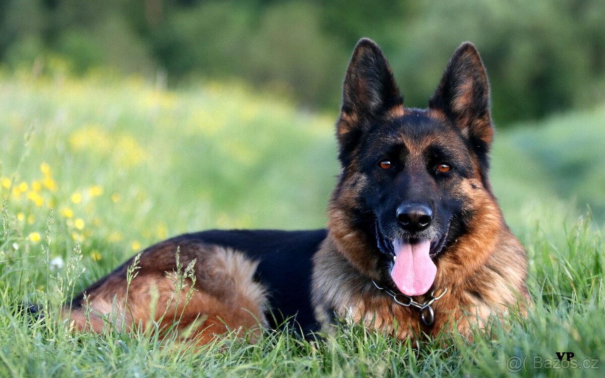Německý ovčák - 16