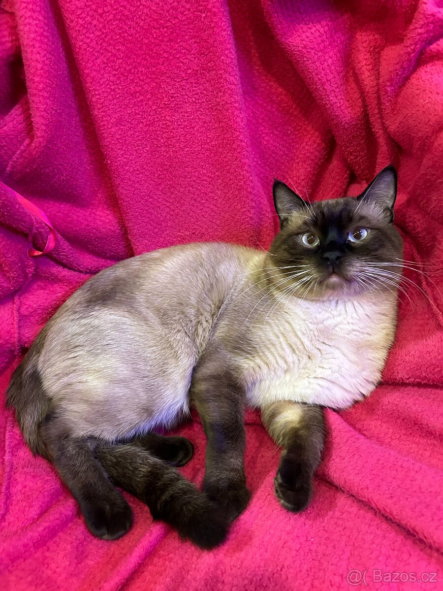 Kotátka Ragdoll bez PP - 16