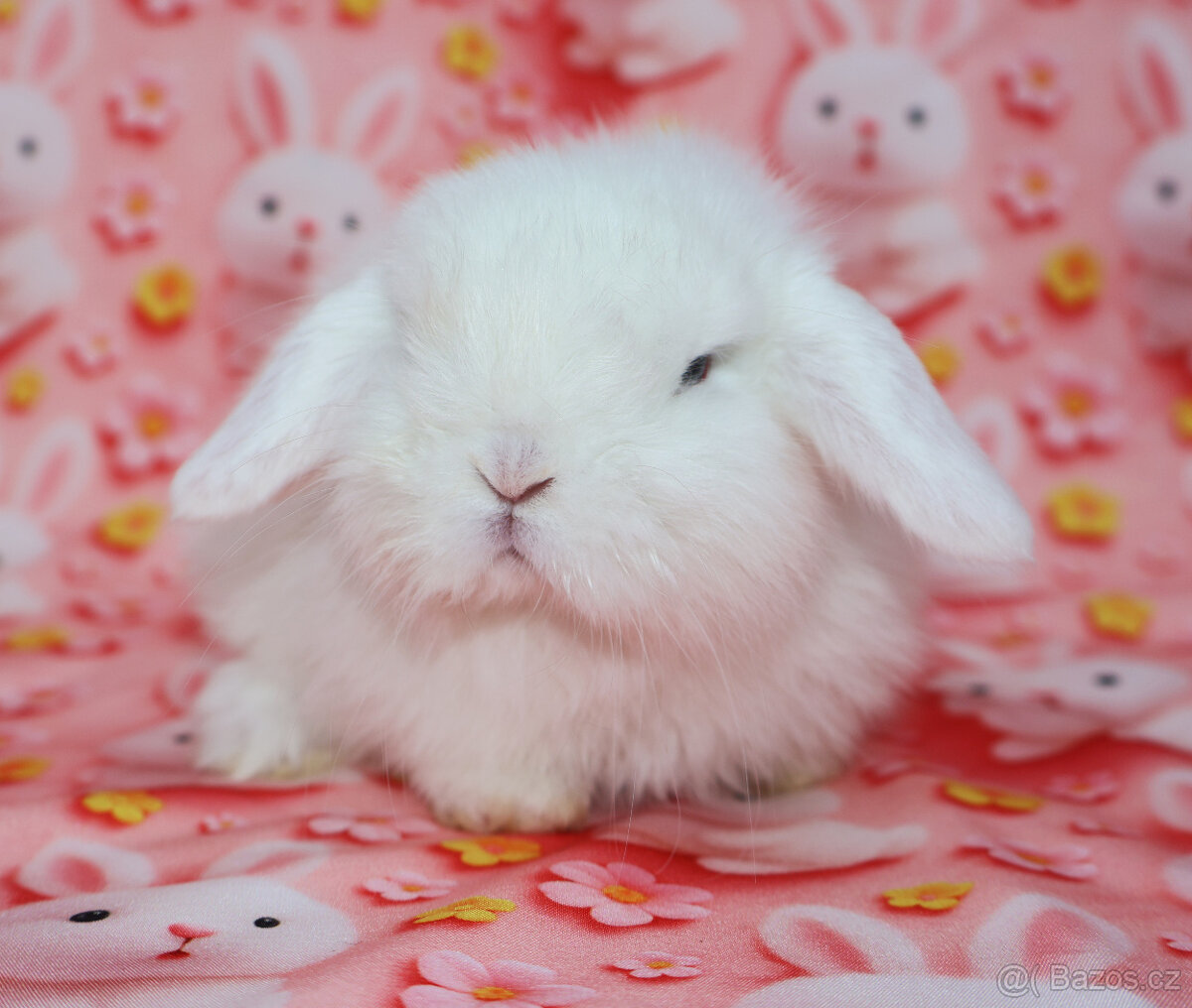 zakrslí beránci - 16