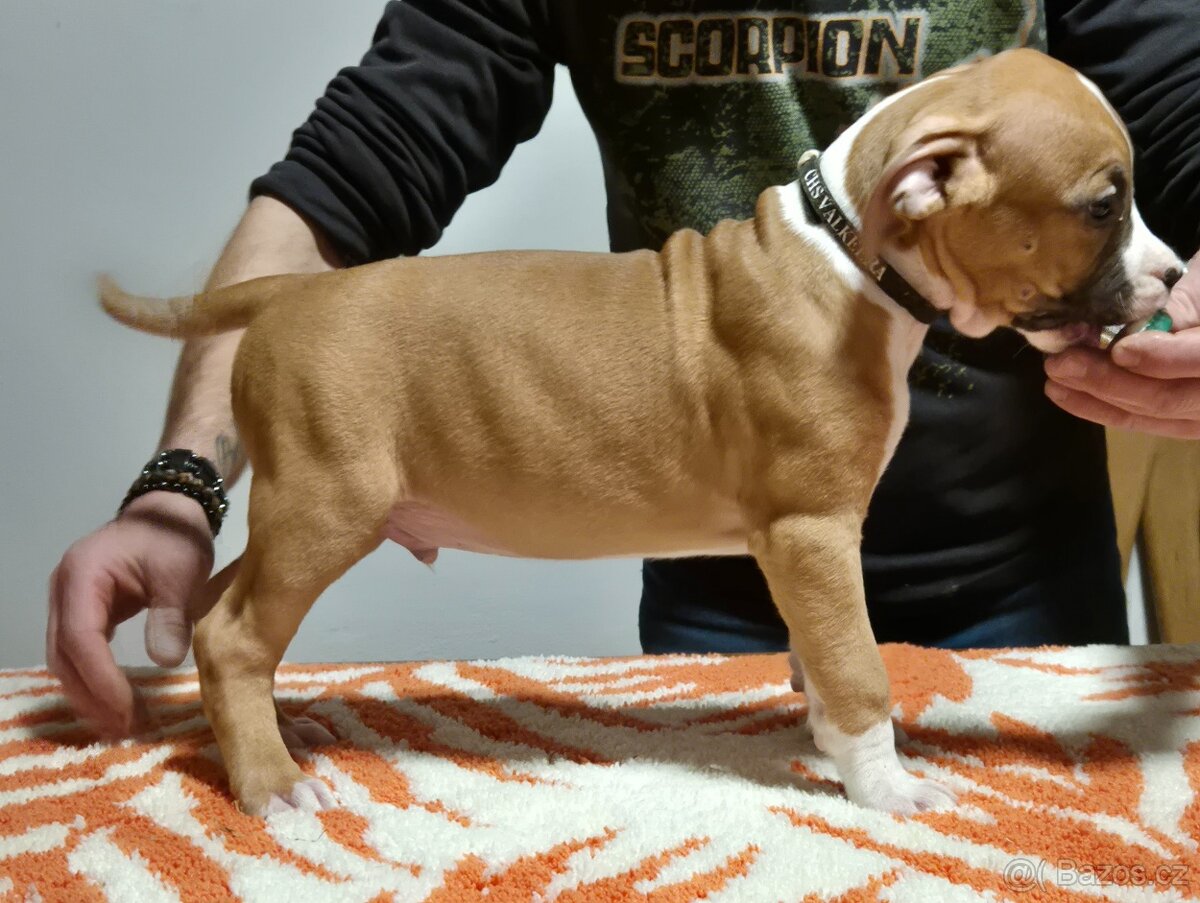 Americký stafordšírský teriér s PP - 16