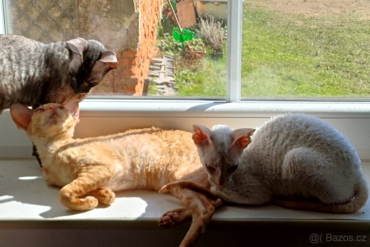 Koťata Cornish Rex s PP - 16