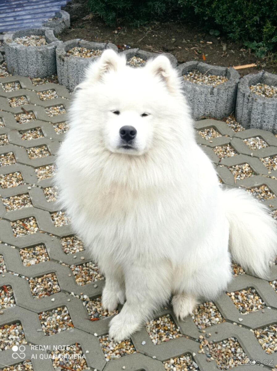 Štěňátka samojeda s PP - 16