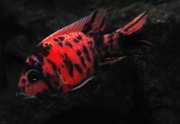 Tlamovci Malawi 7 - 16