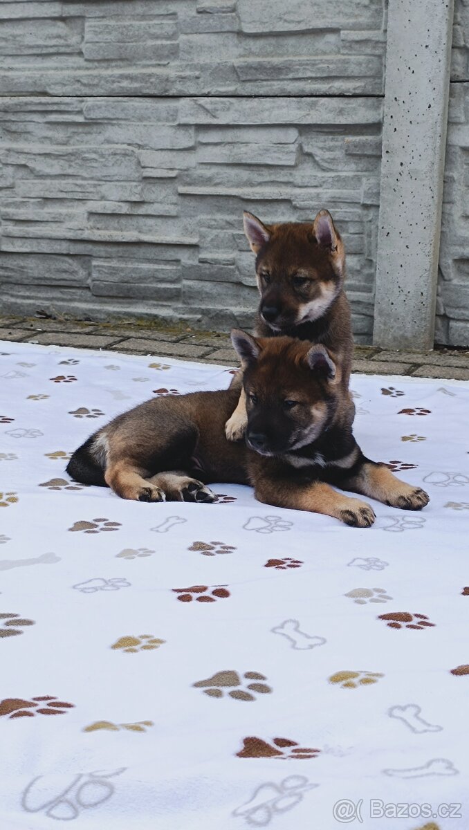 Československý vlčák - Shikoku - 16