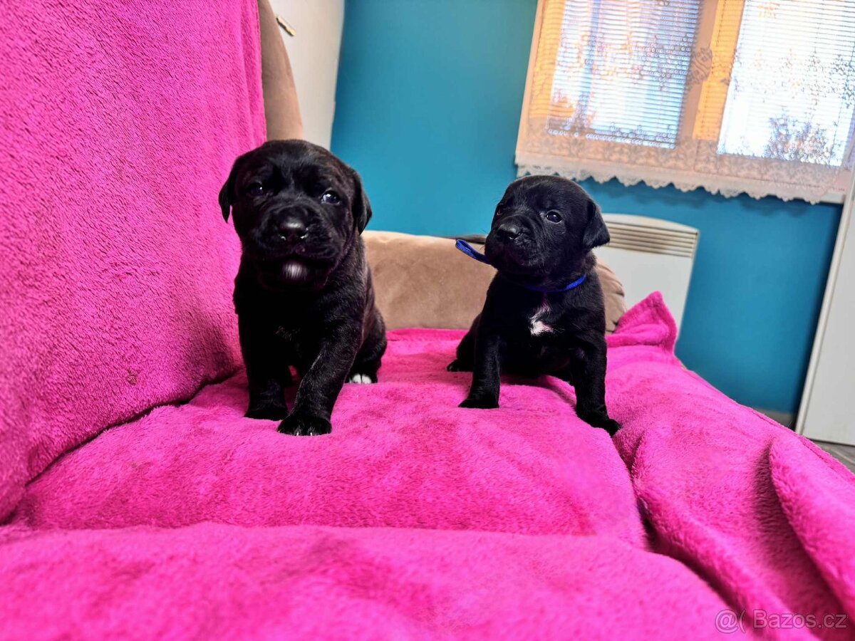 Stafordšírský bulteriér bez PP - 16