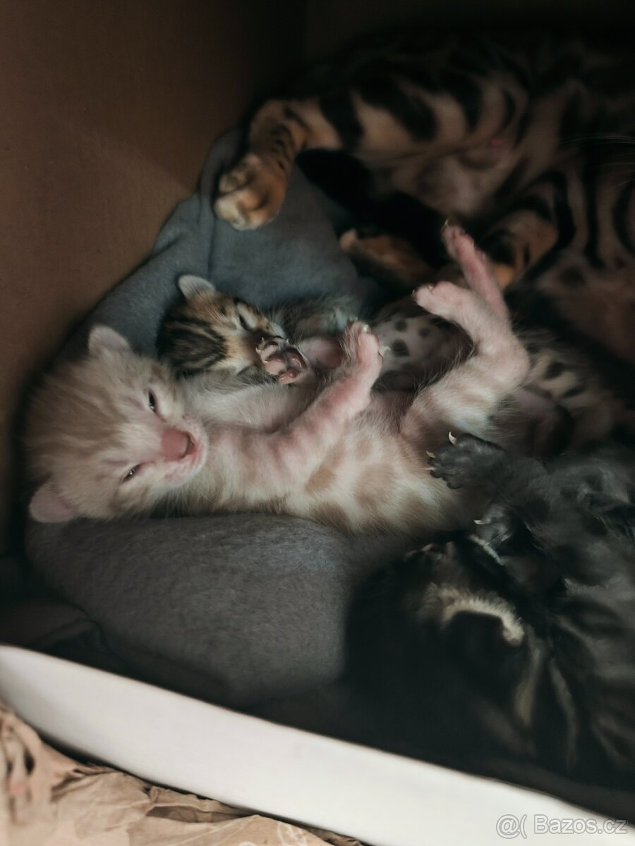 Bengálský Mink kocourek s PP - 16