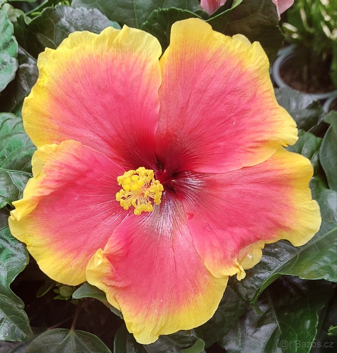 Pokojové ibišky různé barvy - 16