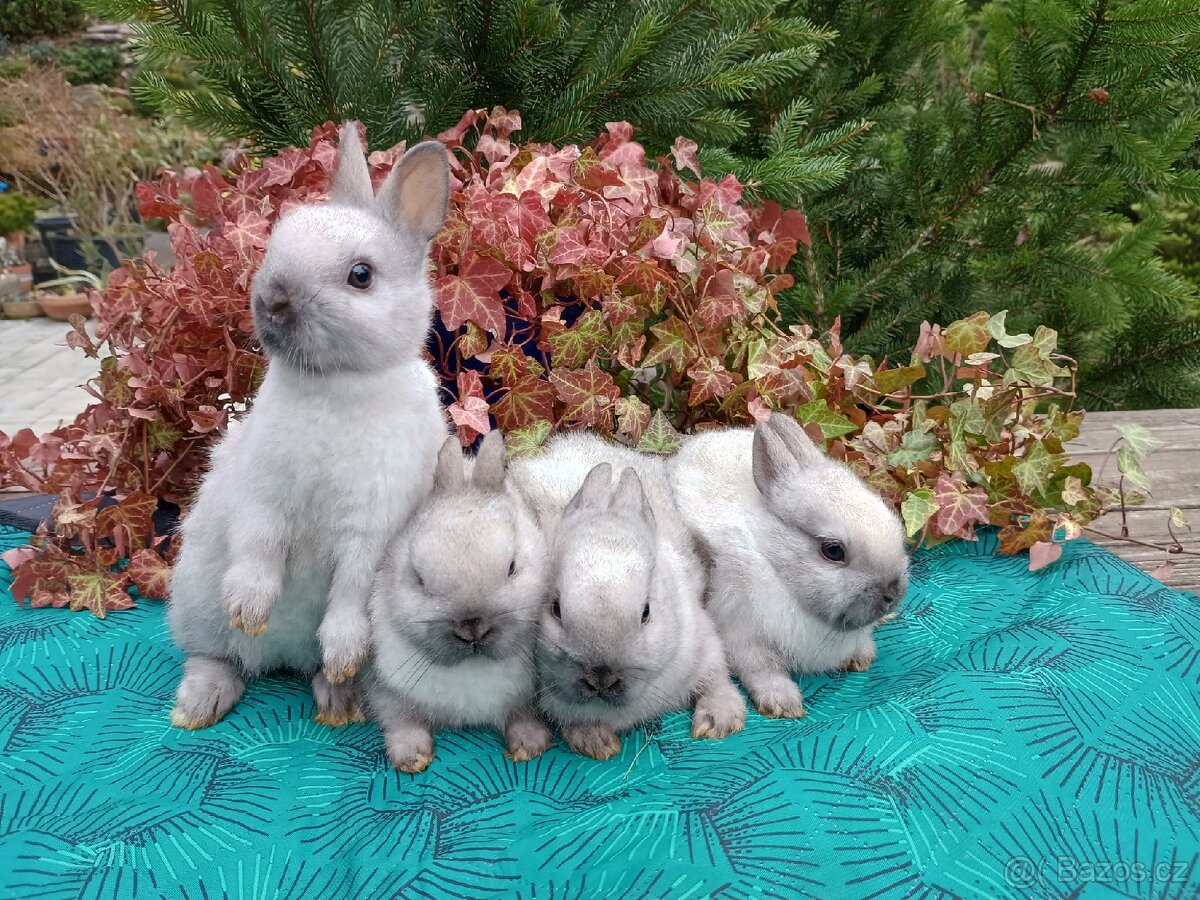 Zakrslý siamský žlutý miminka - 16