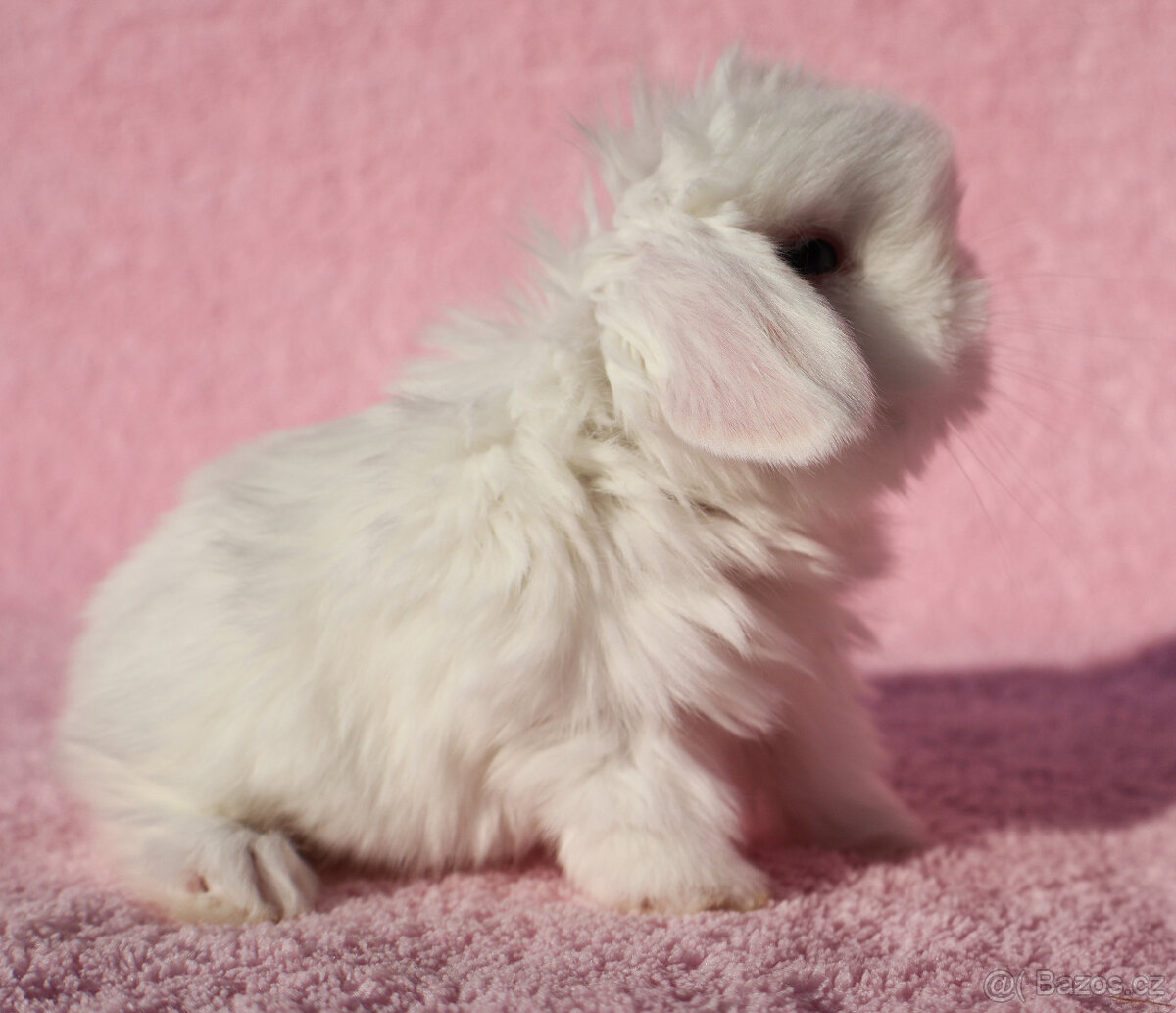 Zakrslí beránci NHD modrá očka . - 16