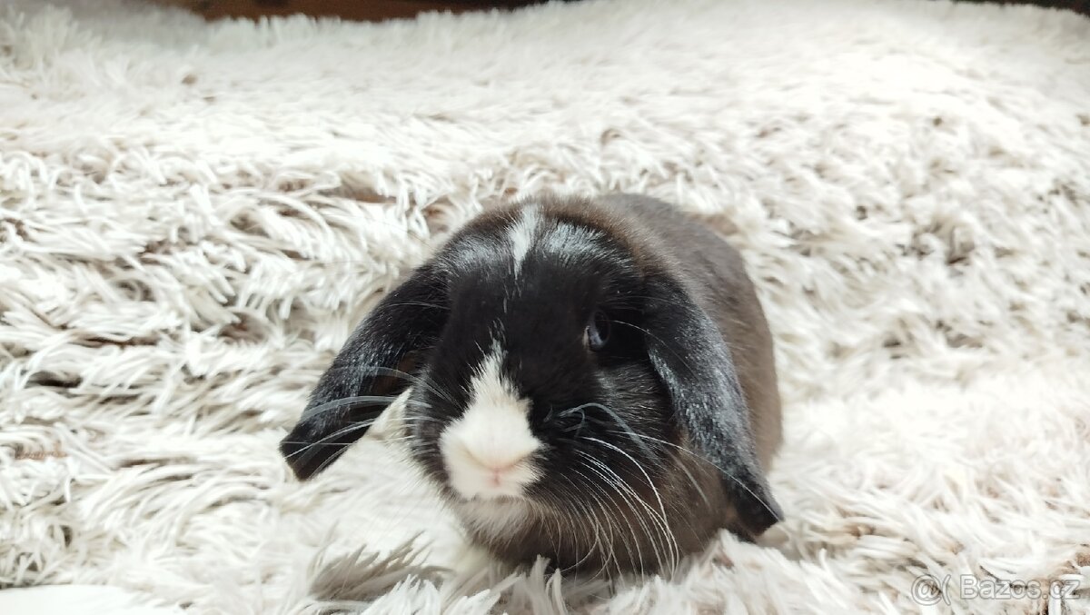 Zakrslý beránek, králíček, králík-LADY - 16