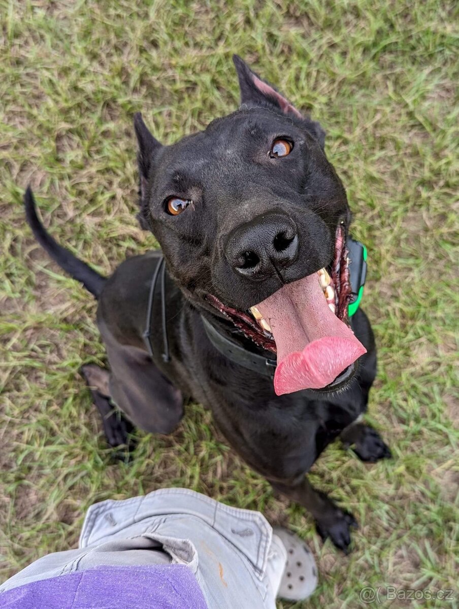 Dobrman x APBT,bandog,ast,bullherder - 16