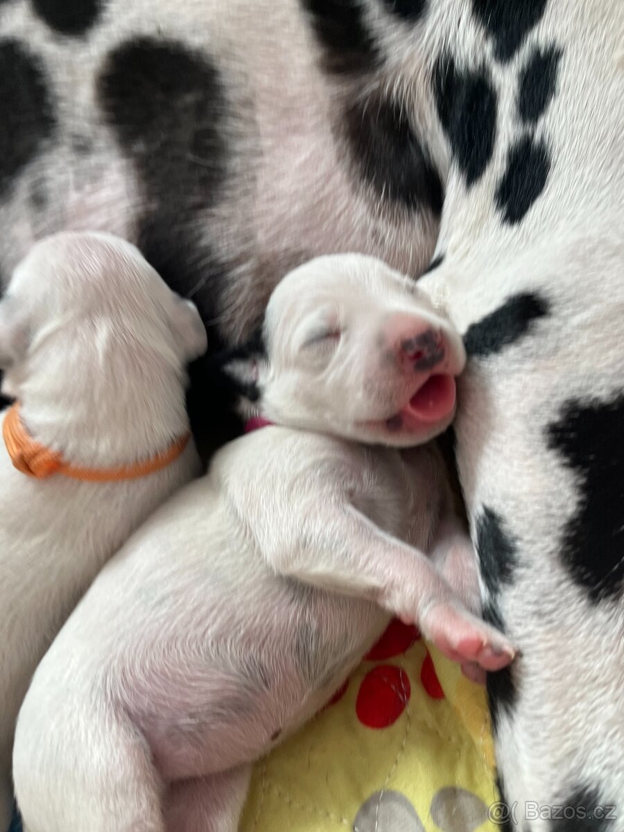 Dalmatin štěně s PP - 16