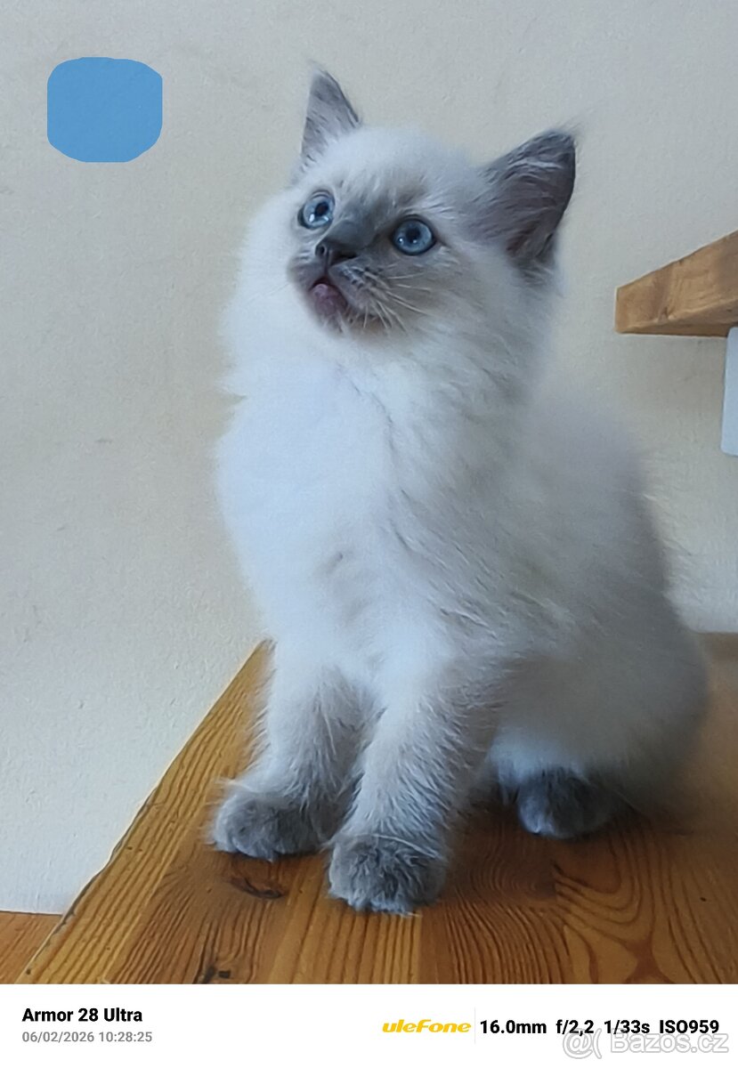 Koťata Ragdoll - 16