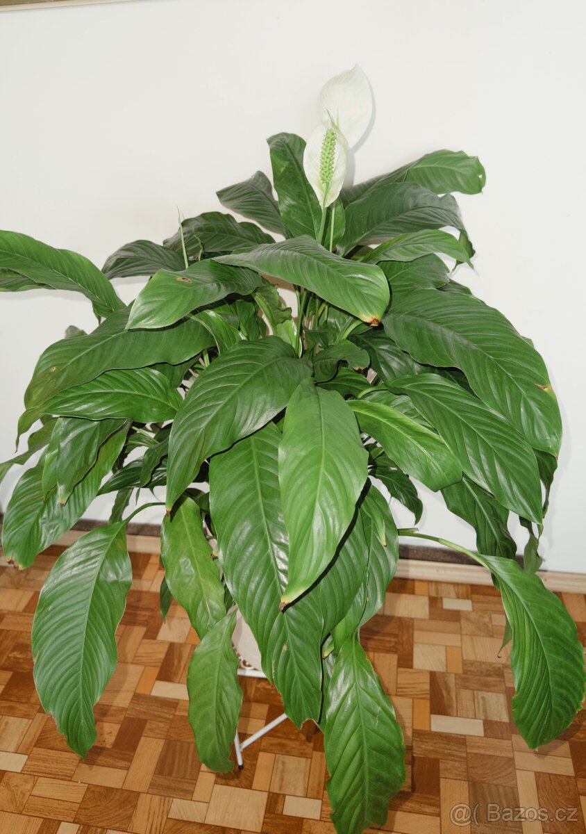Spathiphyllum – Toulcovku (Lilie míru) - 16