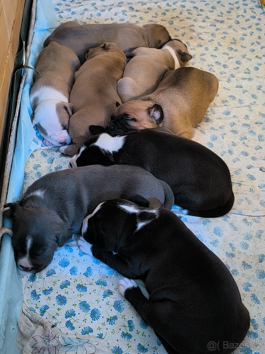 Americký stafordšírský teriér - 16