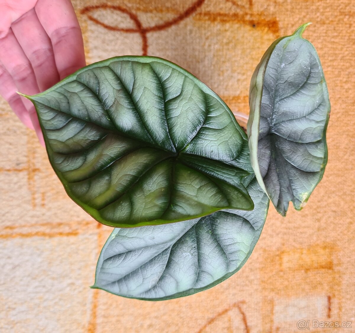Alocasie - hlízy, rostliny - 16