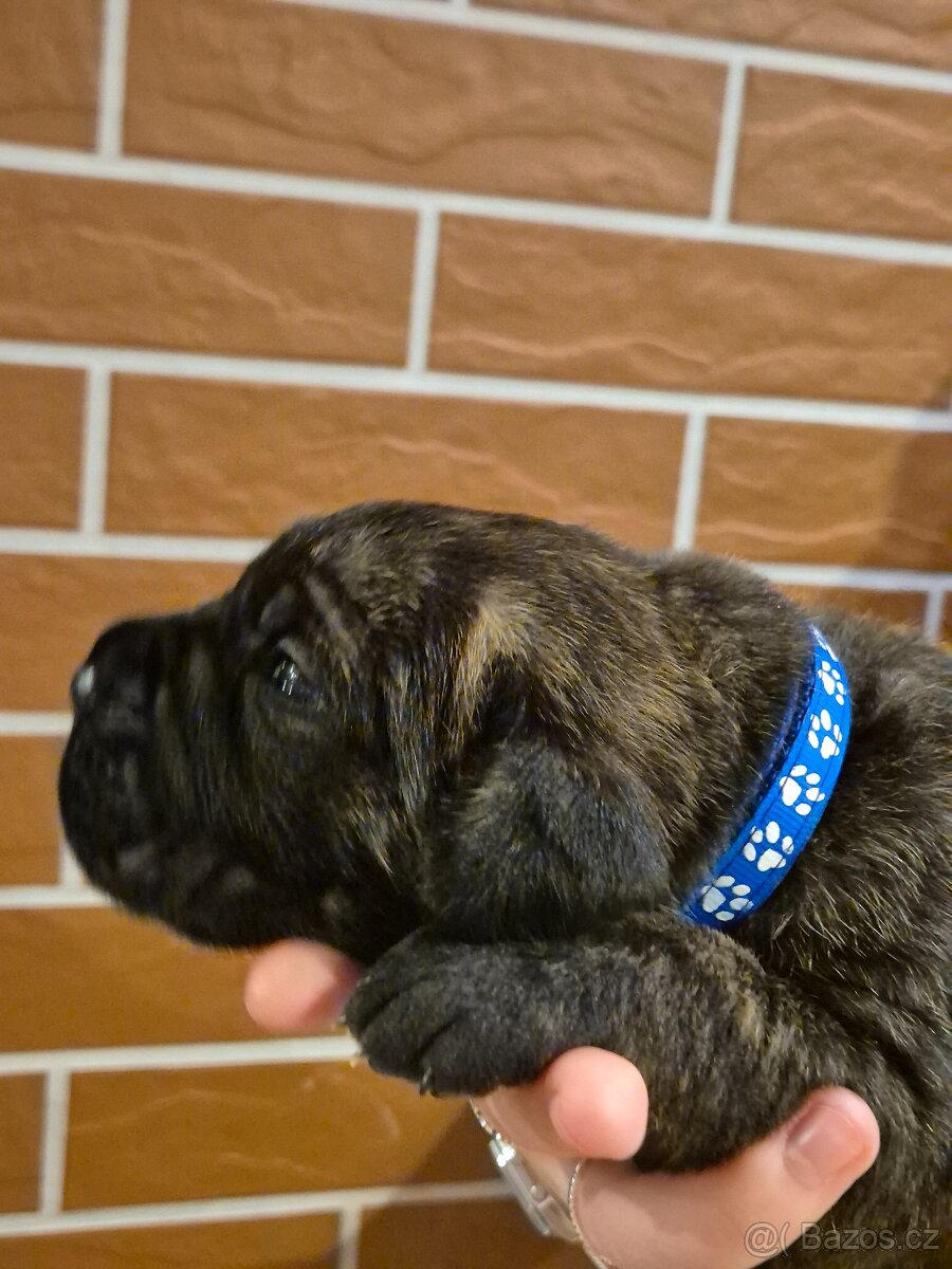 Cane Corso s PP - 16