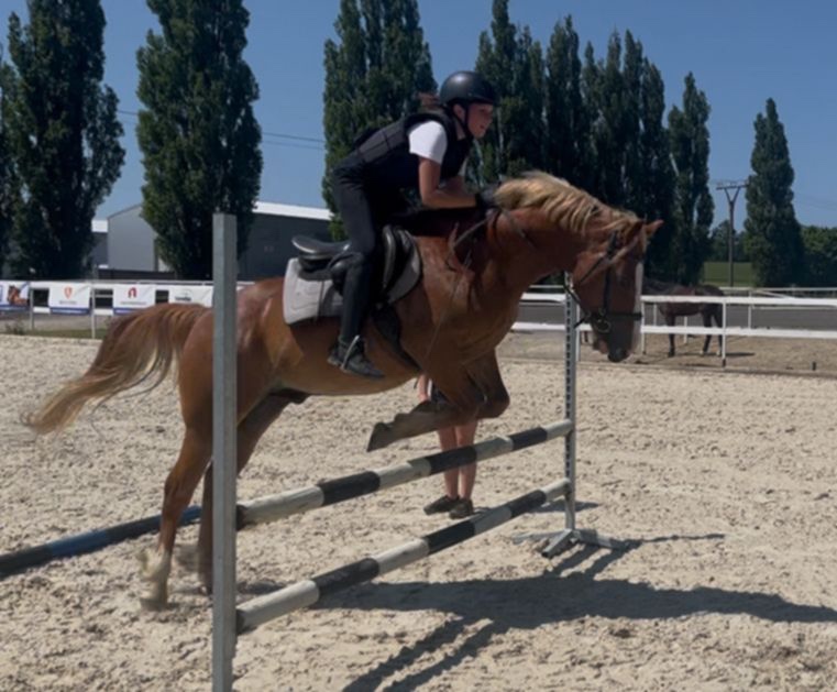 Prodej velmi hodného vychovaného pony poníka kategorie B - 16