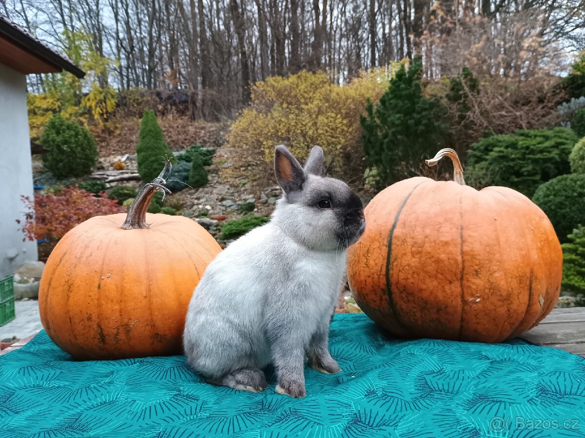 Zakrslý siamský žlutý samečci s PP - 16